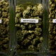Illustration for article titled Can the Weed Industry Grow Up Without Growing Corporate?
